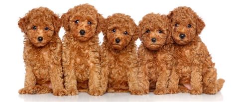 How Much To Feed A Poodle Puppy | 4 Week - 6 Week - 8-Week