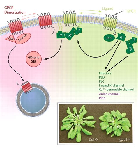 G Proteins Go Green A Plant G Protein Signaling Faq Sheet Science