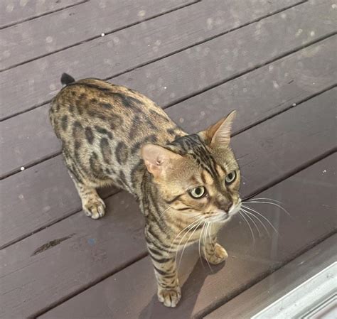 New Visitor Bobcat Bengal Cat Rcats