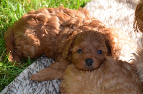 Welpen Cavapoo Zucht Deutschland