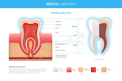 Tooth Anatomy Realistic Infographics Stock Vector Illustration Of