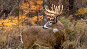 Maine Deer Hunting Tips – Hunting Retreat in Maine, Corporate Retreat ...