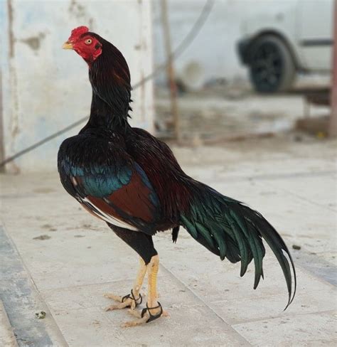 Pin De SancHez Em Gallos Galos Indios Galo Animais