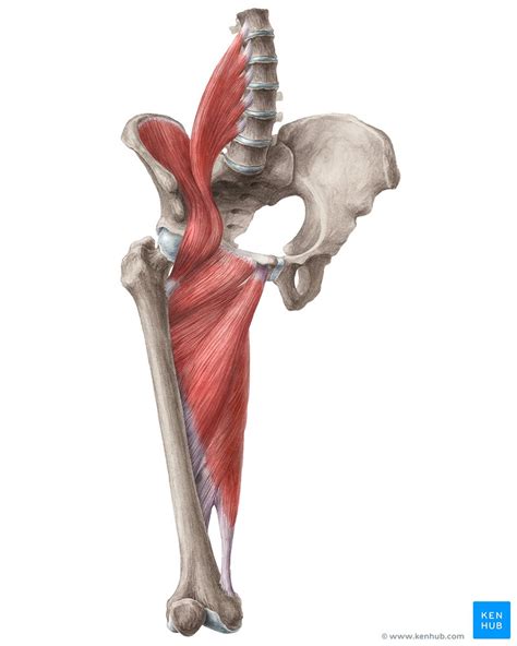 Hip Abductor Muscle Anatomy