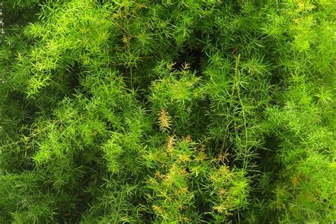 Jardim Vertical Externo De Fachada Aspargo Alfinete Flickr