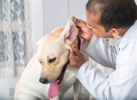 Otitis en perros causas y síntomas Consejo al Día