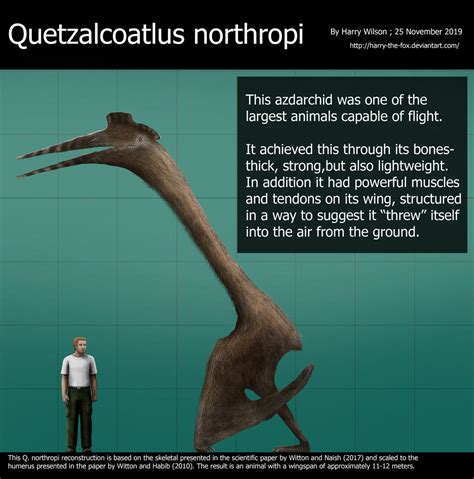 Quetzalcoatlus northropi size by Harry-the-Fox on DeviantArt