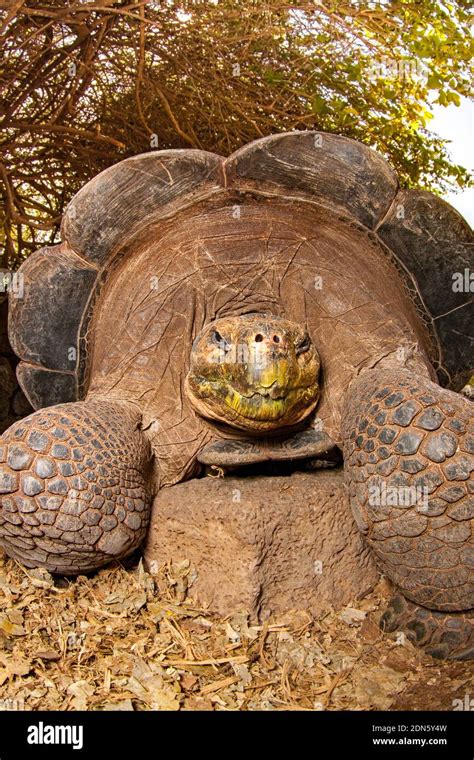 The Gal‡pagos Tortoise Chelonoidis Nigra Are The Largest Living Species Of Tortoise That Can