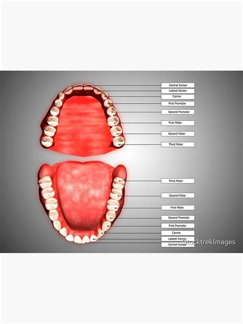 "Human teeth structure with labels." Metal Print by StocktrekImages ...