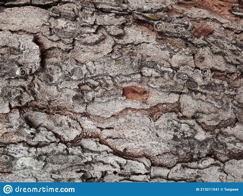 Old Tree Bark With Beautiful Patterns For Graphic Design Stock Image Image Of Bark Black