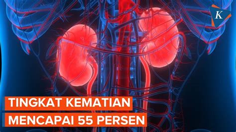 Tingkat Kematian Pasien Gagal Ginjal Akut Di Indonesia Mencapai