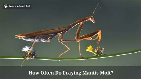 How Often Do Praying Mantis Molt 7 Clear Facts 2025