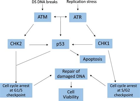 Atr Inhibition In Advanced Urothelial Carcinoma Clinical