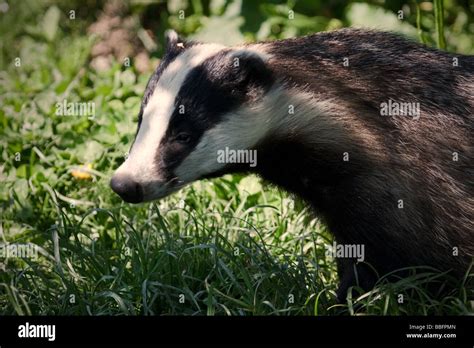 Close Up Shot Of An European Badger Meles Meles Stock Photo Alamy