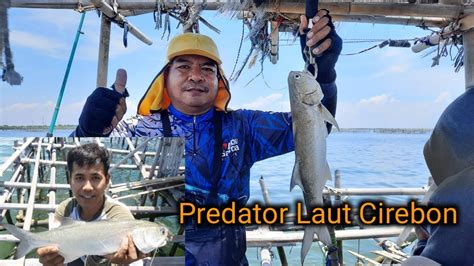 Keseruan Mancing Di Bagan Laut Cirebon Bareng Aseppujianto4984 Youtube