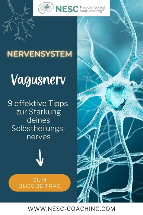 Vagusnerv der Selbstheilungsnerv 9 Tipps zur Stärkung