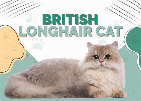 British Longhair Cat Breed Info Pictures Care Traits And Facts Hepper