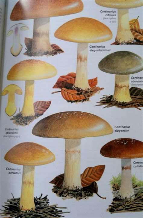 Book Illustrations Galloway Wild Foods