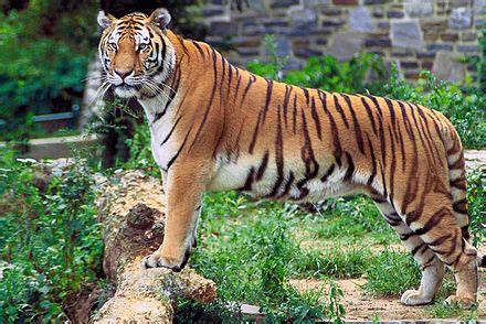 Panthera tigris - Wiktionary, the free dictionary