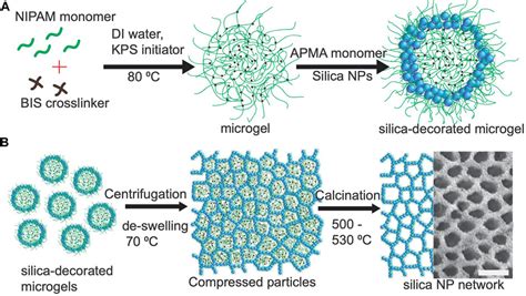 Frontiers Structurally Colored Silica Foams Using Colloidal Templating