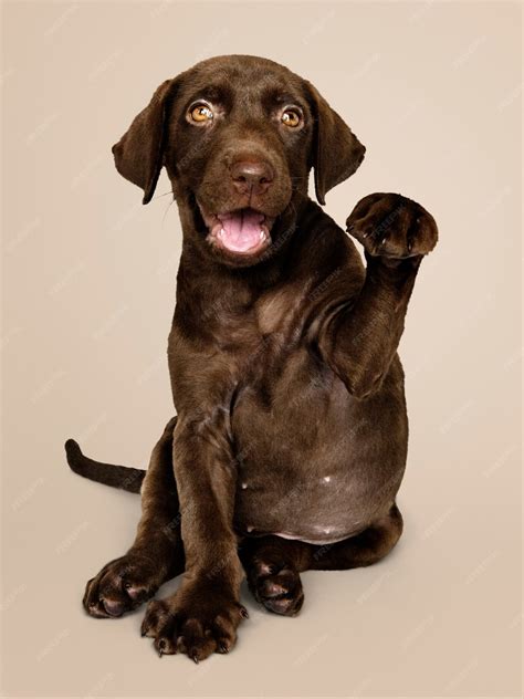 Adorable Portrait De Labrador Retriever Au Chocolat Photo Gratuite