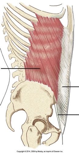 Muscles Origins And Insertions Lab 3 Flashcards Quizlet