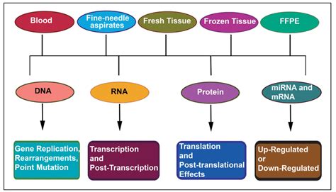 Molecular Diagnostic Schema Representing Routine Biological Specimens Download Scientific