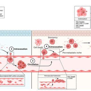 Role Of Yap Taz In The Metastatic Cascade Yap And Taz Have Varied