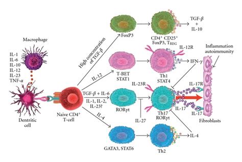 Cytokine Production By Dendritic Cells And Macrophages Induce Download Scientific Diagram