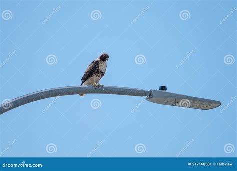 Red Tailed Hawk Resting On A Pole Stock Image Image Of Raptor Broad