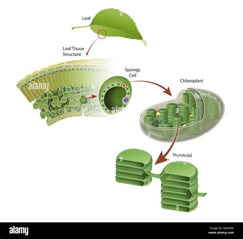 Stroma Plant