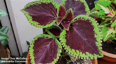 Purple Leaf Plants Visual Identification Guide With Pictures