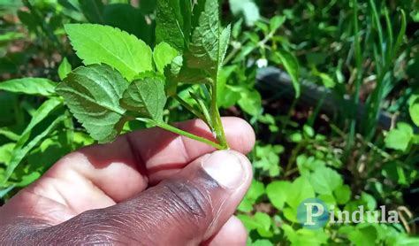 New Organisation For Spirit Mediums Prophets Herbalists Formed