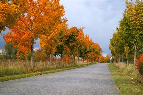 Autumn Avenue Trees Away Road Tree Lined Avenue Photos By Canva