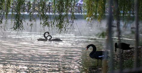 Black Swans Courting In The Lake Surrounded By Morning Fog In Handan