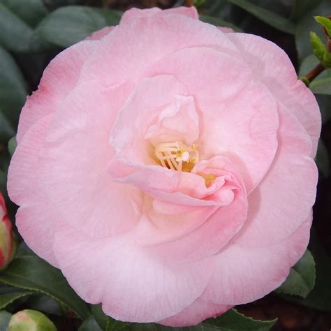 Camellia Japonica Nuccio S Pearl AGM Camellias Millais Nurseries