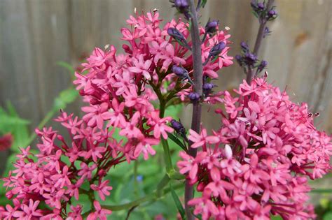 Red Valerian (Centranthus ruber) | Welcome to FablesandFlora.com