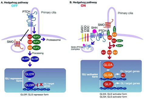 Hedgehog HH Signaling Pathway A In The Absence Of HH Ligands The