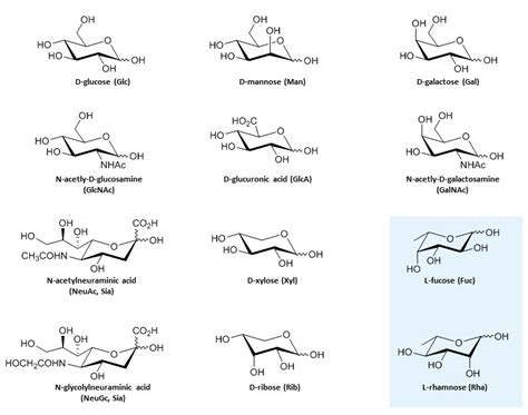 Monosaccharides In Biology Institute Of Physiology Uzh