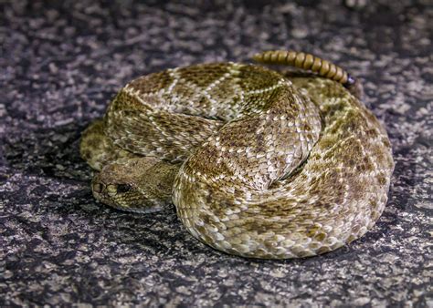 Crotalus Sp Flickr