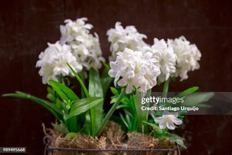 Jasmine Flower Bouquet Photos And Premium High Res Pictures Getty Images