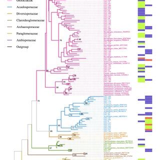 Relative Abundance Of Arbuscular Mycorrhizal AM Fungi For Root