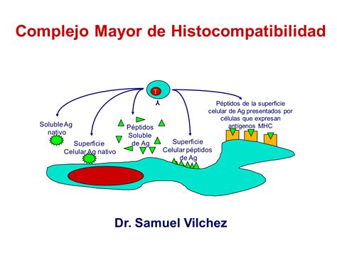 Complejo Mayor De Histocompatibilidad Mind Map