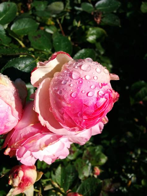 無料画像 工場 花弁 植物学 ピンク フローラ 牡丹 フロリバンダ 開花植物 庭のバラ バラの家族 陸上植物 ロサセンティフォリア ローズオーダー