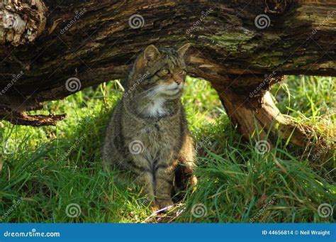 Gato Montés Escocés En Peligro Foto de archivo Imagen de capaz