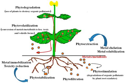 How Do Humans Use Plants For Bioremediation at Tayla Lane blog