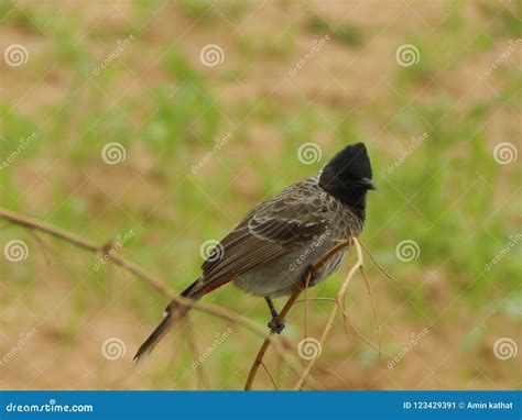 Wallpaper Albam Stock Photos Free And Royalty Free Stock Photos From