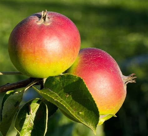 apples close  nature  photo  pixabay pixabay