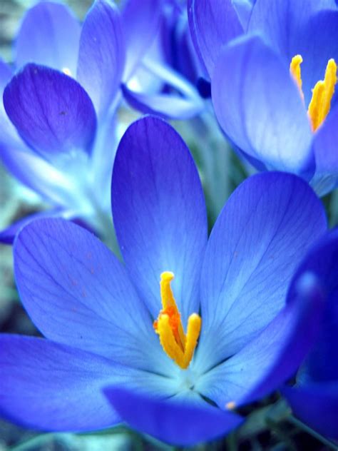 Blue Flower Amazing Flowers Beautiful Flowers Blue Flowers