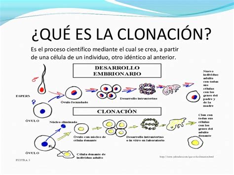 Clonación